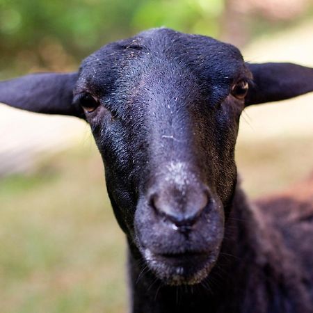 Polo Hotel Fazenda インダイアトゥーバ エクステリア 写真